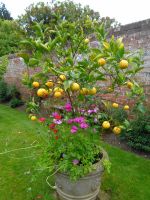 Jersey - Privatgarten 