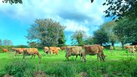 Jersey Kühe im Inselinneren