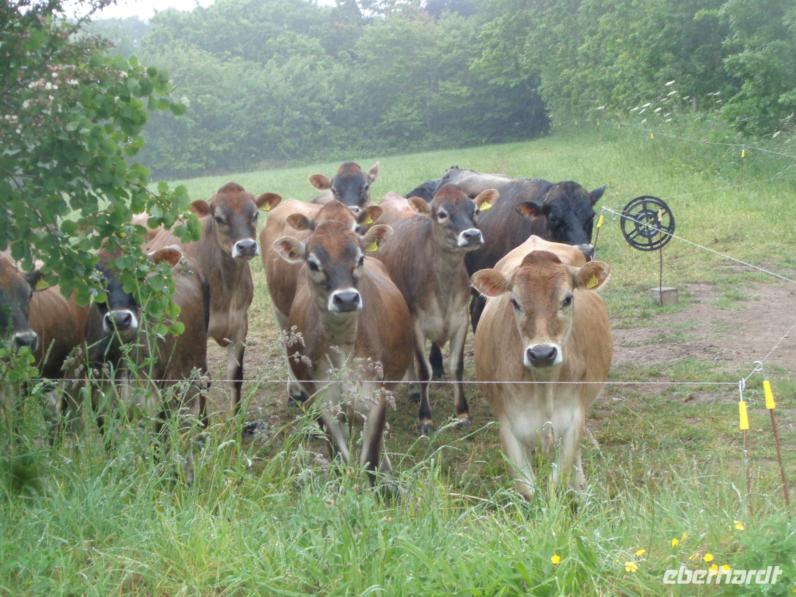 Jersey Kühe