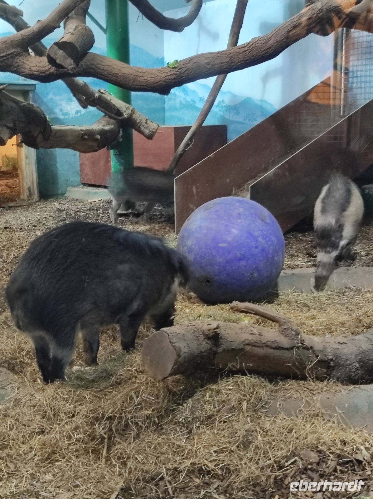 Jersey Zoo