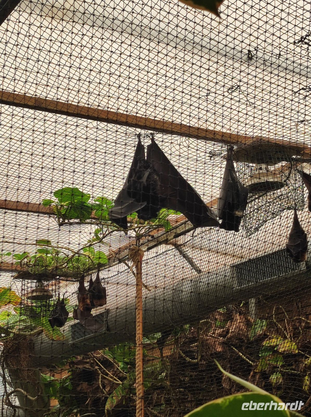 Jersey Zoo