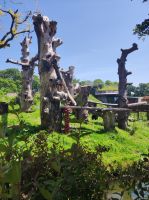 Jersey Zoo