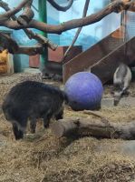 Jersey Zoo