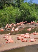 Jersey Zoo