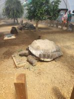 Jersey Zoo