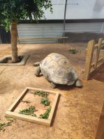 Jersey Zoo