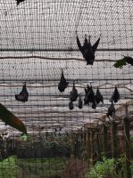Jersey Zoo
