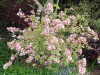 Jersey, Garten der Familie Lea
