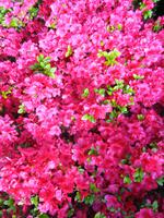 Jersey, Garten der Familie Lea