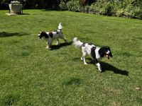 Jersey, Gartentour, Hunde von Familie Binny