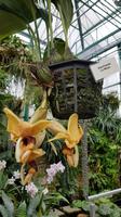 Jersey, Orchid Foundation