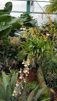 Jersey, Orchid Foundation