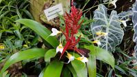 Jersey, Orchid Foundation