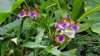 Jersey, Orchid Foundation