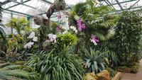 Jersey, Orchid Foundation