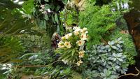 Jersey, Orchid Foundation