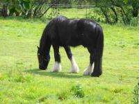 Jersey, Pferd