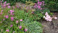 Jersey, Privatgarten Grey Skinner