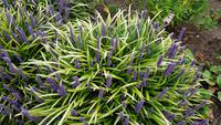 Jersey, Privatgarten Grey Skinner