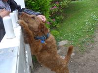 Jersey, Rozel Bay, Wachhund