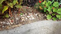 Jersey, St. Helier, Privatgarten von Mrs.Lea, Guernsey Lilien