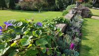 Jersey, St. Helier, Privatgarten von Mrs.Lea