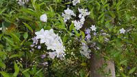 Jersey, St. Helier, Privatgarten von Mrs.Lea