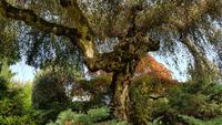 Jersey, St. Helier, Privatgarten von Mrs.Lea