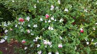 Jersey, St. Helier, Privatgarten von Mrs.Lea