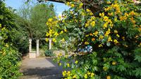 Jersey, St. Helier, Privatgarten von Mrs.Lea