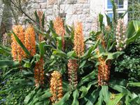Jersey, garden