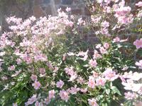 Jersey, garden