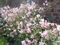 Jersey, garden