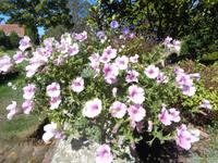 Jersey, garden