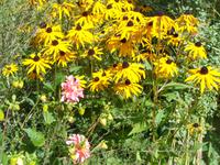 Jersey, garden