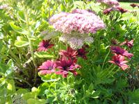 Jersey, garden