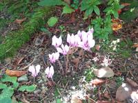 Jersey, garden