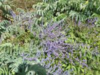 Jersey, garden