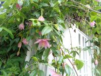 Jersey, garden