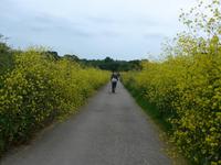 Jersey-