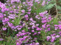 Jersey-Glockenheide