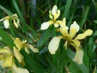 Jersey-Iris