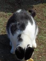 Katze am La Coupee