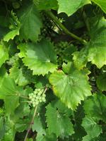 La Mare Weingut