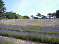 Lavendelfarm