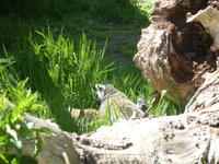 Lemuren im Durrell Zoo