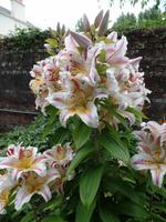 Lilien auf Jersey