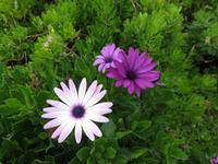 Mittagsblumen