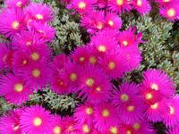 Mittagsblumen