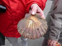 Muschel gefunden